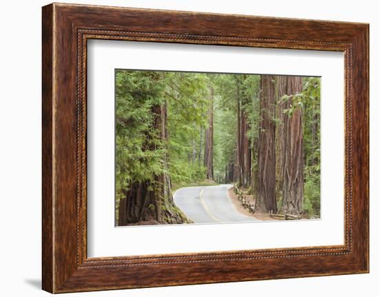 Road Through Redwoods, Big Basin Redwoods State Park, California, USA-Jaynes Gallery-Framed Photographic Print