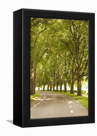 Road Through the Grove-Karyn Millet-Framed Premier Image Canvas