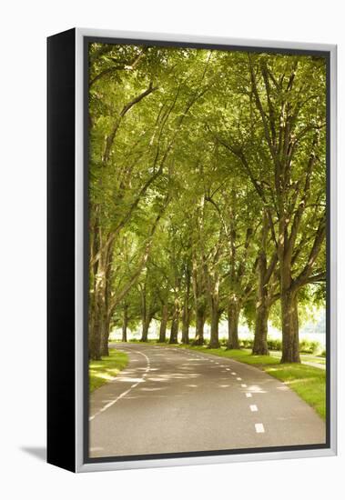 Road Through the Grove-Karyn Millet-Framed Premier Image Canvas