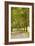 Road Through the Grove-Karyn Millet-Framed Photographic Print