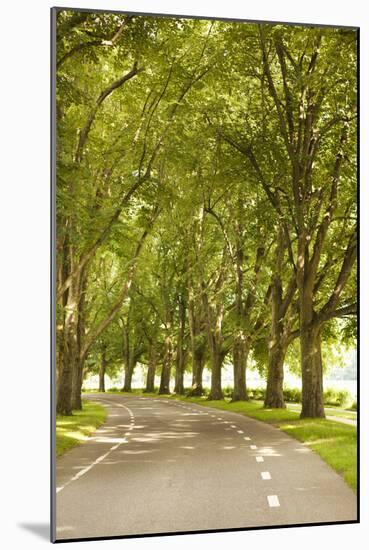 Road Through the Grove-Karyn Millet-Mounted Photographic Print