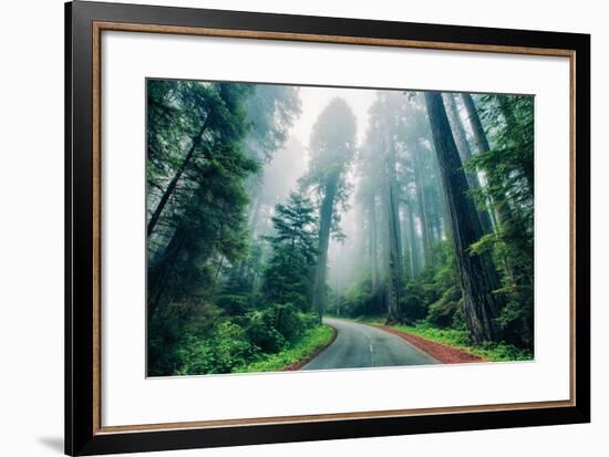 Road Through The Redwood Forest, Humboldt, Northern California-Vincent James-Framed Premium Photographic Print