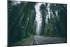 Road through the Redwoods, Del Norte Coast Redwoods, California-Vincent James-Mounted Photographic Print