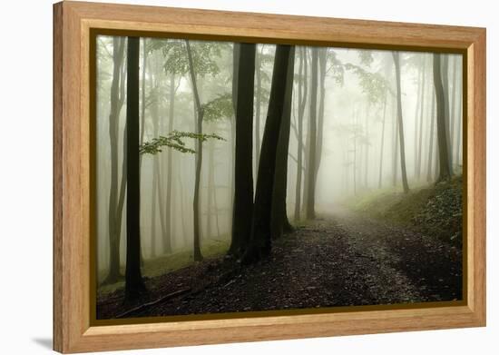 Road Through the Woods-PhotoINC-Framed Premier Image Canvas