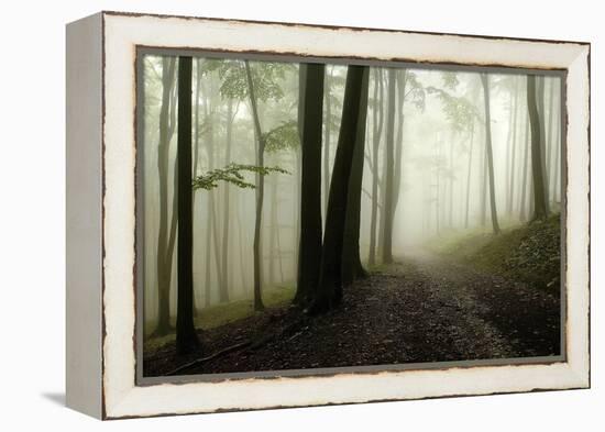 Road Through the Woods-PhotoINC-Framed Premier Image Canvas