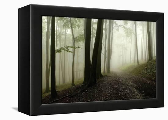 Road Through the Woods-PhotoINC-Framed Premier Image Canvas