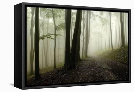 Road Through the Woods-PhotoINC-Framed Premier Image Canvas