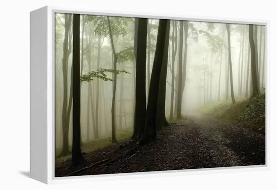 Road Through the Woods-PhotoINC-Framed Premier Image Canvas