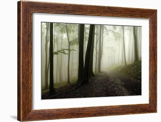 Road Through the Woods-PhotoINC-Framed Photographic Print