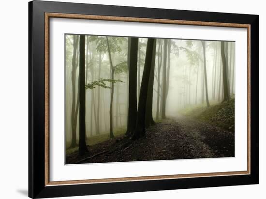 Road Through the Woods-PhotoINC-Framed Photographic Print