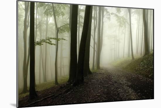 Road Through the Woods-PhotoINC-Mounted Photographic Print