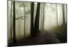 Road Through the Woods-PhotoINC-Mounted Photographic Print