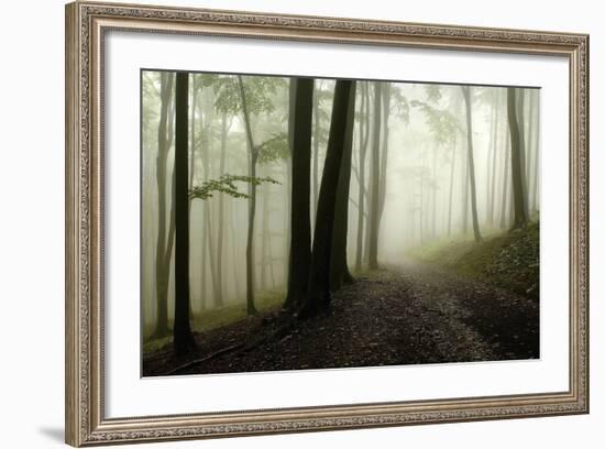 Road Through the Woods-PhotoINC-Framed Photographic Print