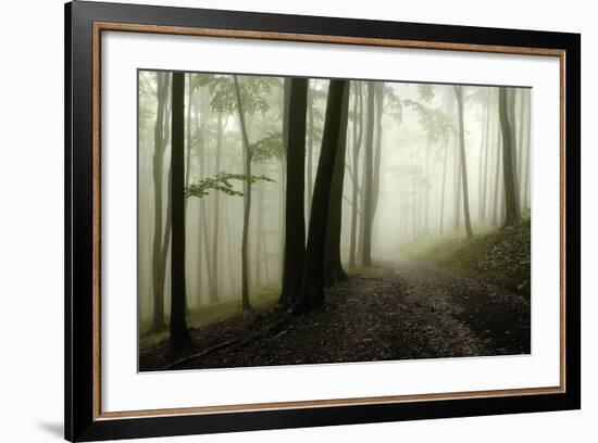 Road Through the Woods-PhotoINC-Framed Photographic Print