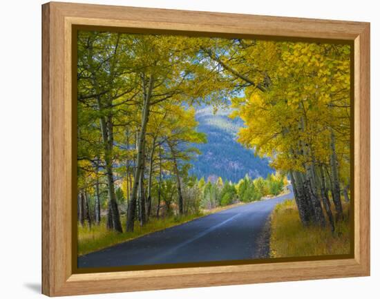 Road Thru Autumn Aspen Grove, Rocky Mountain National Park, Colorado,USA-Anna Miller-Framed Premier Image Canvas