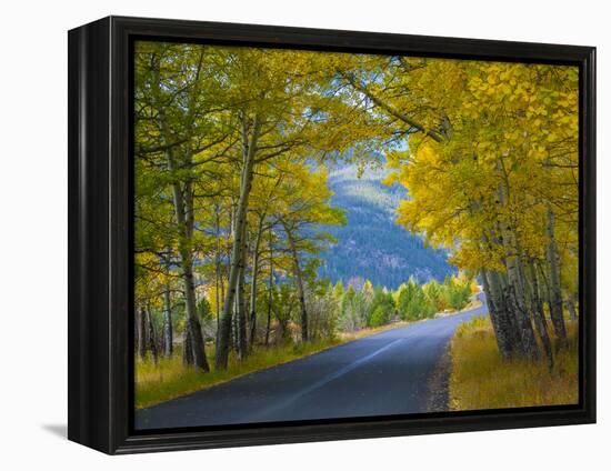 Road Thru Autumn Aspen Grove, Rocky Mountain National Park, Colorado,USA-Anna Miller-Framed Premier Image Canvas