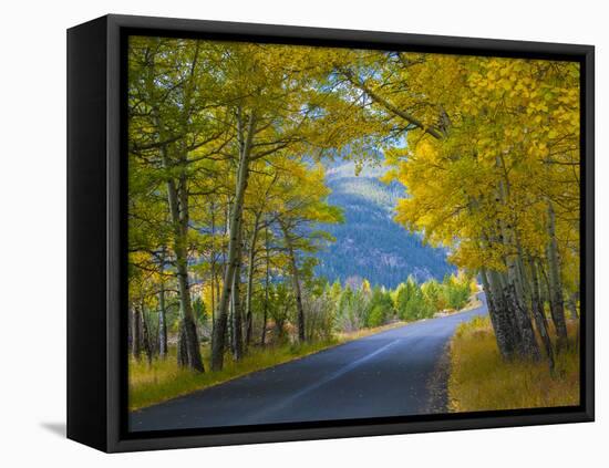 Road Thru Autumn Aspen Grove, Rocky Mountain National Park, Colorado,USA-Anna Miller-Framed Premier Image Canvas