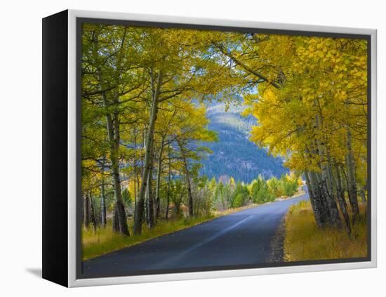 Road Thru Autumn Aspen Grove, Rocky Mountain National Park, Colorado,USA-Anna Miller-Framed Premier Image Canvas