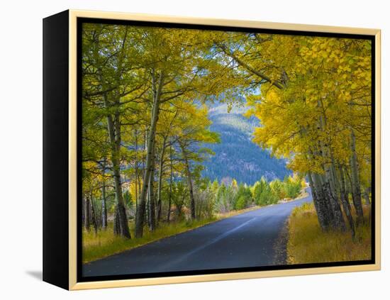 Road Thru Autumn Aspen Grove, Rocky Mountain National Park, Colorado,USA-Anna Miller-Framed Premier Image Canvas