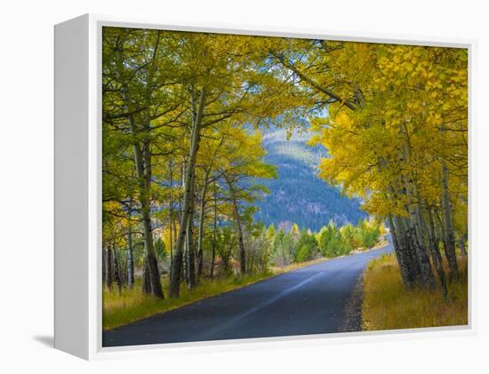 Road Thru Autumn Aspen Grove, Rocky Mountain National Park, Colorado,USA-Anna Miller-Framed Premier Image Canvas