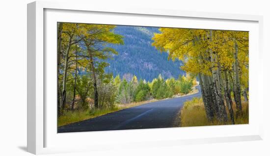 Road Thru Autumn Aspen Grove, Rocky Mountain National Park, Colorado,USA-Anna Miller-Framed Photographic Print