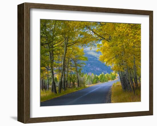 Road Thru Autumn Aspen Grove, Rocky Mountain National Park, Colorado,USA-Anna Miller-Framed Photographic Print