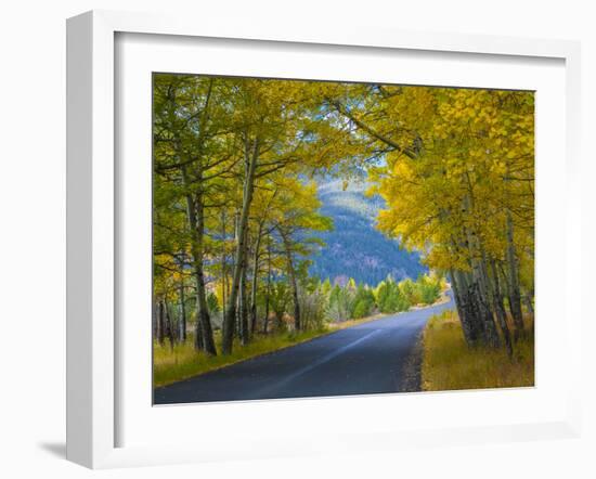 Road Thru Autumn Aspen Grove, Rocky Mountain National Park, Colorado,USA-Anna Miller-Framed Photographic Print