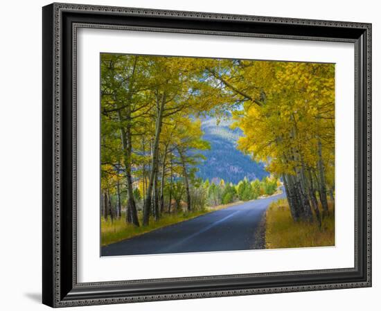 Road Thru Autumn Aspen Grove, Rocky Mountain National Park, Colorado,USA-Anna Miller-Framed Photographic Print