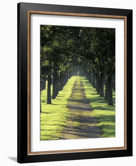 Road Thru Trees, Lexington, Kentucky, USA-Adam Jones-Framed Photographic Print