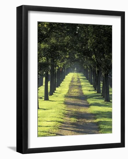 Road Thru Trees, Lexington, Kentucky, USA-Adam Jones-Framed Photographic Print