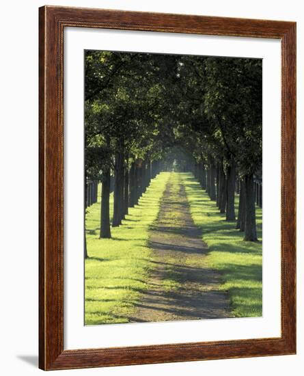 Road Thru Trees, Lexington, Kentucky, USA-Adam Jones-Framed Photographic Print