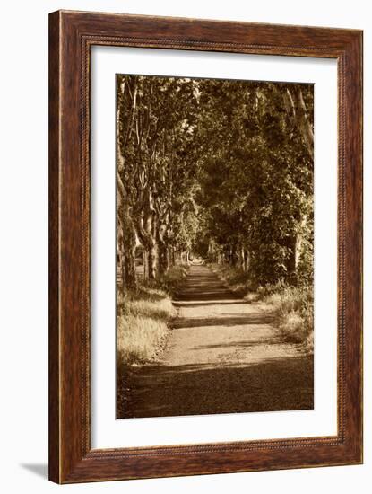 Road to St. Remy-Rachel Perry-Framed Art Print