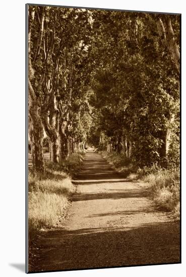 Road to St. Remy-Rachel Perry-Mounted Art Print
