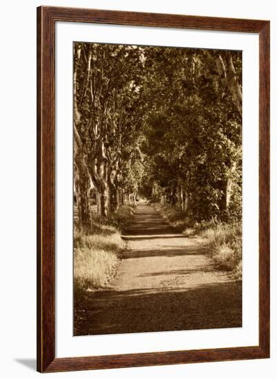 Road to St. Remy-Rachel Perry-Framed Art Print