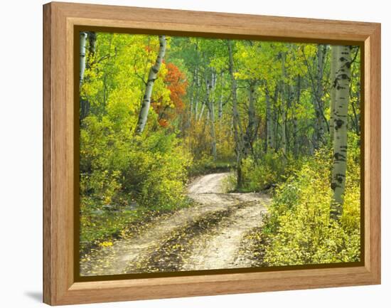 Road with Autumn Colors and Aspens in Kebler Pass, Colorado, USA-Julie Eggers-Framed Premier Image Canvas