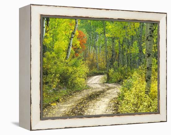 Road with Autumn Colors and Aspens in Kebler Pass, Colorado, USA-Julie Eggers-Framed Premier Image Canvas