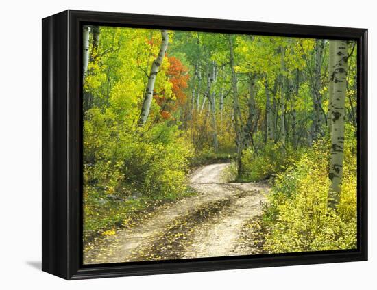 Road with Autumn Colors and Aspens in Kebler Pass, Colorado, USA-Julie Eggers-Framed Premier Image Canvas