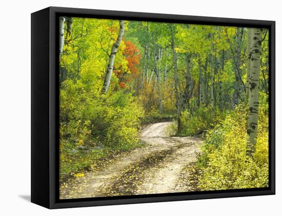 Road with Autumn Colors and Aspens in Kebler Pass, Colorado, USA-Julie Eggers-Framed Premier Image Canvas