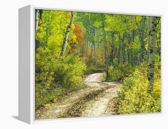 Road with Autumn Colors and Aspens in Kebler Pass, Colorado, USA-Julie Eggers-Framed Premier Image Canvas