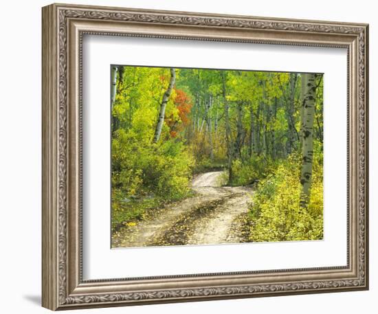 Road with Autumn Colors and Aspens in Kebler Pass, Colorado, USA-Julie Eggers-Framed Photographic Print