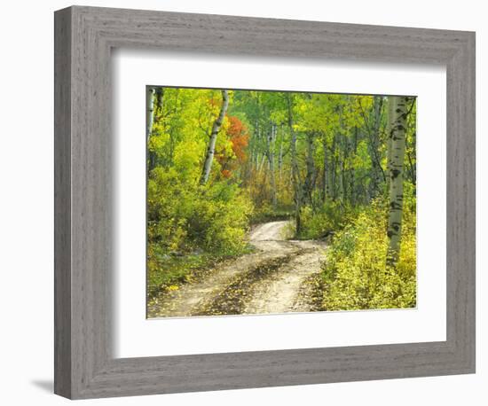 Road with Autumn Colors and Aspens in Kebler Pass, Colorado, USA-Julie Eggers-Framed Photographic Print