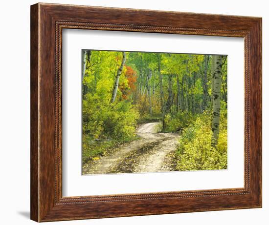 Road with Autumn Colors and Aspens in Kebler Pass, Colorado, USA-Julie Eggers-Framed Photographic Print