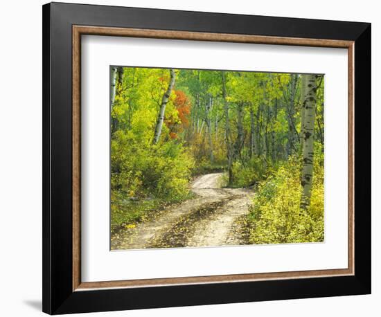 Road with Autumn Colors and Aspens in Kebler Pass, Colorado, USA-Julie Eggers-Framed Photographic Print