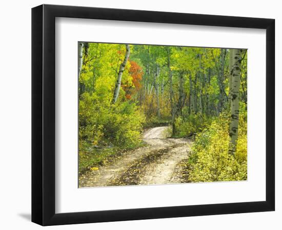 Road with Autumn Colors and Aspens in Kebler Pass, Colorado, USA-Julie Eggers-Framed Photographic Print