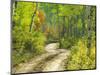 Road with Autumn Colors and Aspens in Kebler Pass, Colorado, USA-Julie Eggers-Mounted Photographic Print