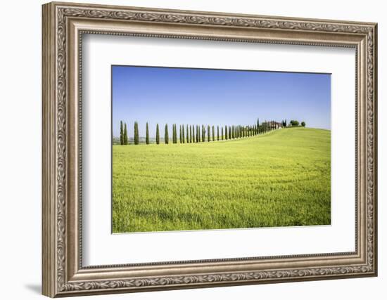 Road with Cypresses and Farmhouse. Orcia Valley, Siena District, Tuscany, Italy.-ClickAlps-Framed Photographic Print