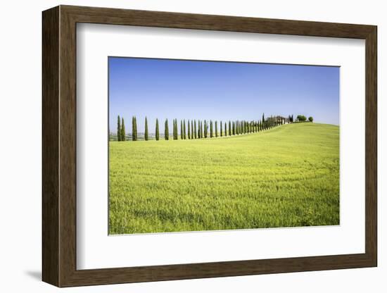 Road with Cypresses and Farmhouse. Orcia Valley, Siena District, Tuscany, Italy.-ClickAlps-Framed Photographic Print