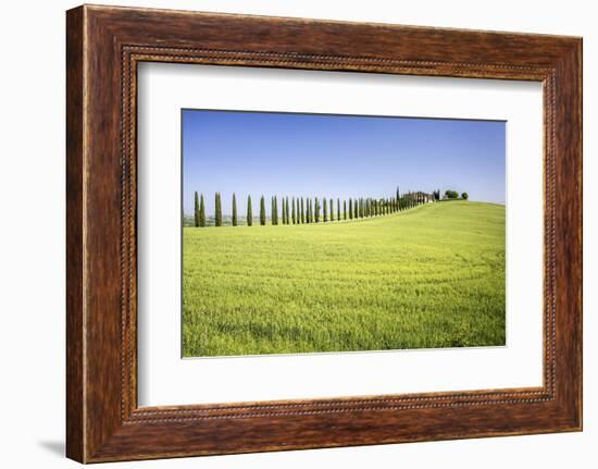 Road with Cypresses and Farmhouse. Orcia Valley, Siena District, Tuscany, Italy.-ClickAlps-Framed Photographic Print