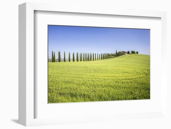 Road with Cypresses and Farmhouse. Orcia Valley, Siena District, Tuscany, Italy.-ClickAlps-Framed Photographic Print