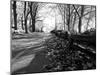 Road with Leaves on Ground-Sharon Wish-Mounted Photographic Print
